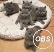  Blue Cute British Shorthair Kittens