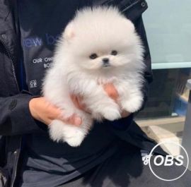 Absolutely delightful Pomeranian Puppies available for purchase