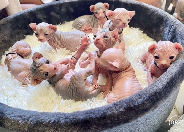 Beautiful Sphynx Kittens For Ready Homes