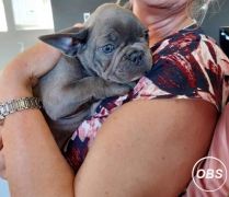 Blue Boys  Girls French Bulldog puppies for sale