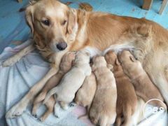 Cute Golden retriever puppies for sale