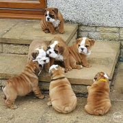 Friendly English Bulldog puppies for sale