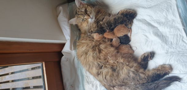 Main coon x Norwegian kittens available