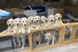 Stunning KC Reg Golden Retriever Puppies Available Now