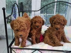 Stunning poodle puppies
