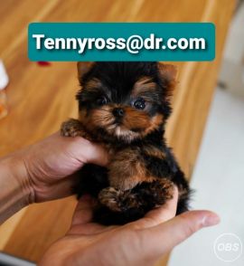 Teacup Yorkies Puppies Buy email: (Tennyrossdrcom)  