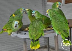 various species of birds and parrots available for sale