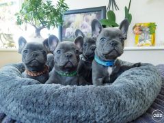 we have both male and female French bulldog pups