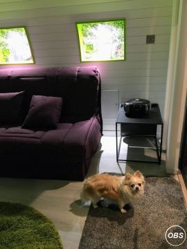 Searching for glamping pods in Wales that are dog friendly